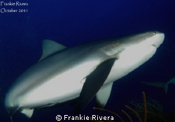 Caribbean Reef Shark swam over my head by Frankie Rivera 
